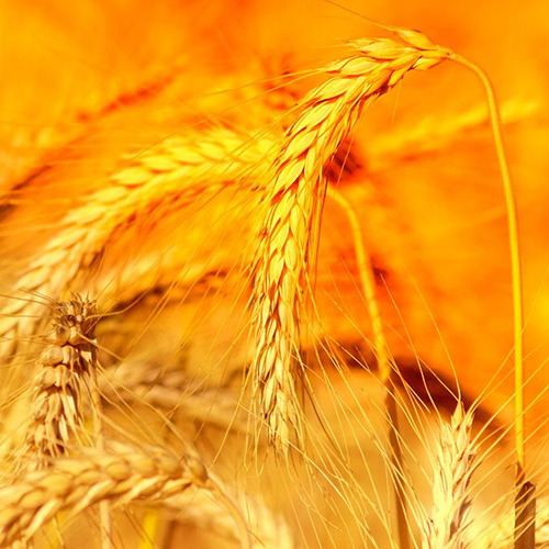 【潤(rùn)安機(jī)械】如何選擇糧食輸送機(jī)？